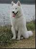 Een echte lieve hond!